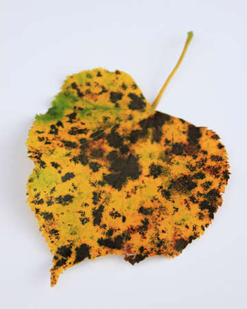 autumn leaveの写真素材