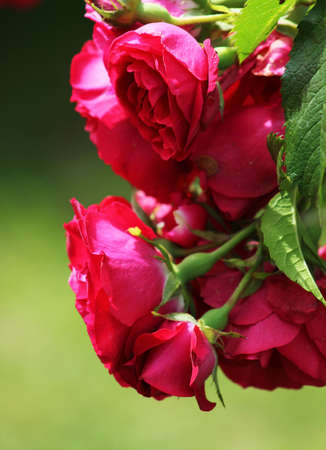 pink rosesの写真素材