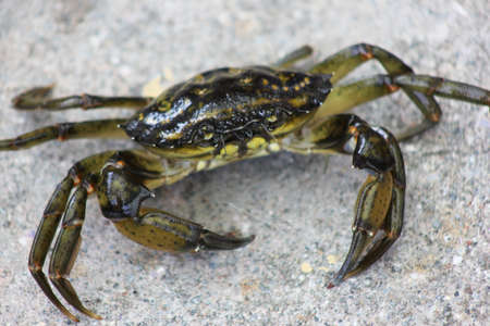 crab on stoneの写真素材