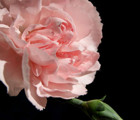 pink flower on black backgroundの写真素材