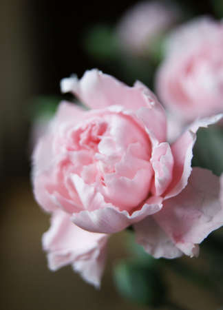 pink flowerの写真素材