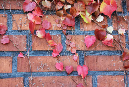 autumn leaves on brickの写真素材