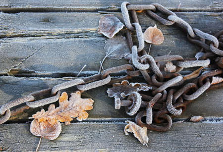 frosty chain leaves autumnの写真素材