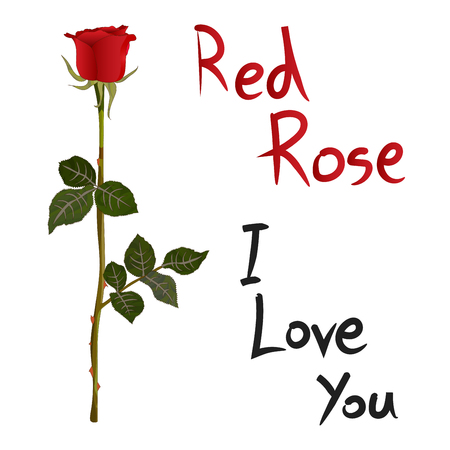 Red Rose Meaning isolated on White Background Vector Illustrationのイラスト素材