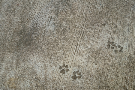 The Dog's Footprint on Cement Concrete Floor Background.の写真素材