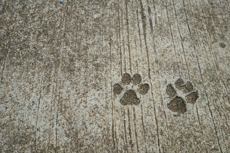 The Dog's Footprint on Cement Concrete Floor Background.の写真素材