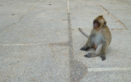 Little Baby Monkey Sitting at the Tiger Cave Temple in Krabi province, Thailand.の写真素材