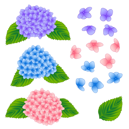 Blue, Pink and Purple Hygrangea Flower isolated on White Background. Vector Illustration.のイラスト素材