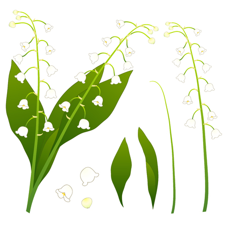 White Lily of the Valley. isolated on White Background. Vector Illustration.のイラスト素材