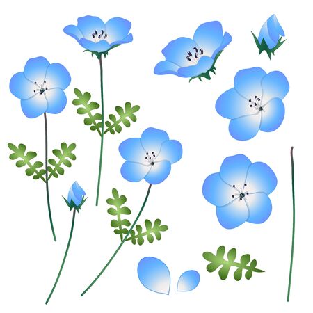 Nemophila Baby Blue Eyes Flower. Vector Illustration. isolated on White Background.のイラスト素材