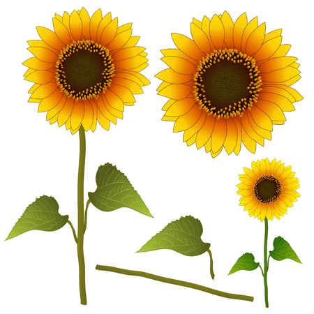 Sunflower or Helianthus. Vector Illustration. isolated on White Background.のイラスト素材
