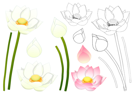 Nelumbo nucifera - Indian lotus, sacred lotus, bean of India, Egyptian bean. National flower of India and Vietnam. Vector Illustration. isolated on White Background.のイラスト素材