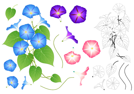 Blue Pink and Purple Morning Glory Outline. isolated on White Background. Vector Illustration.のイラスト素材