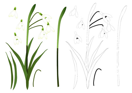 White Snowdrop Flower Outline. isolated on White Background. Vector Illustration.のイラスト素材
