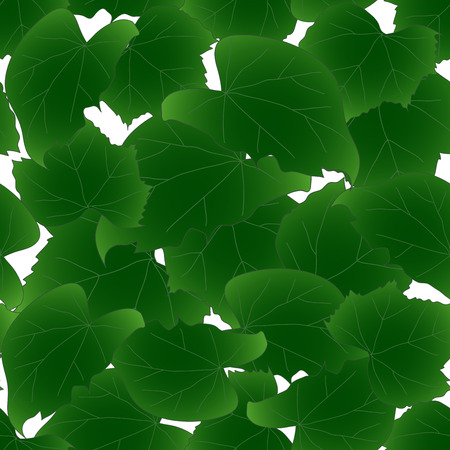 Hibiscus syriacus Leaves - Rose of Sharon on White Background. Vector Illustration.のイラスト素材