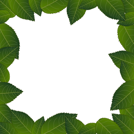 Camellia Leaves Frame Border. isolated on White Background. Vector Illustration.のイラスト素材