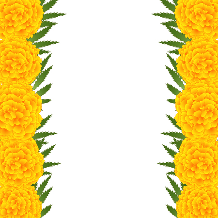 Marigold Flower - Tagetes Border isolated on White Background. Vector Illustration.のイラスト素材