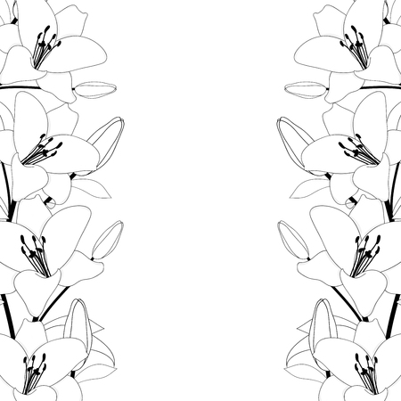 Lilium candidum, the Madonna lily Border Outline on White Background. Vector Illustration.のイラスト素材