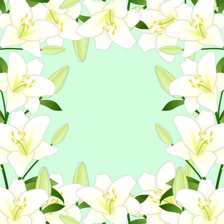 Lilium candidum, the Madonna lily or White Lily Border on Green Mint Background. Vector Illustration.のイラスト素材