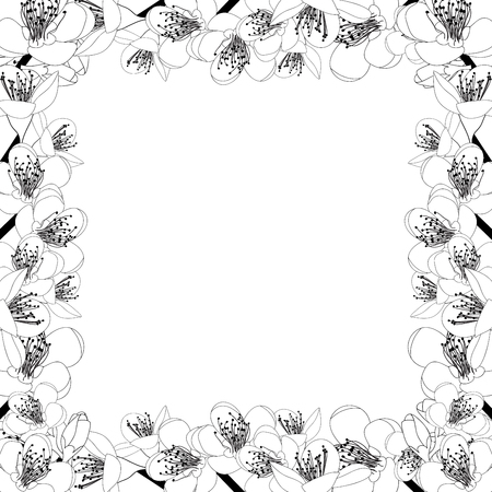 Prunus persica - Peach Flower Blossom Outline Border isolated on white Background. Vector Illustration. のイラスト素材