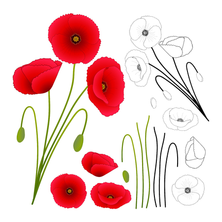 Papaver rhoeas (or common poppy,corn poppy,corn rose,field poppy,Flanders poppy or red poppy) isolated on White Background. Vector Illustration.のイラスト素材