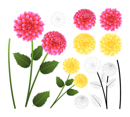 Pink and Yellow Dahlia with Outline isolated on White Background. Mexico's national flower. Vector Illustration.のイラスト素材