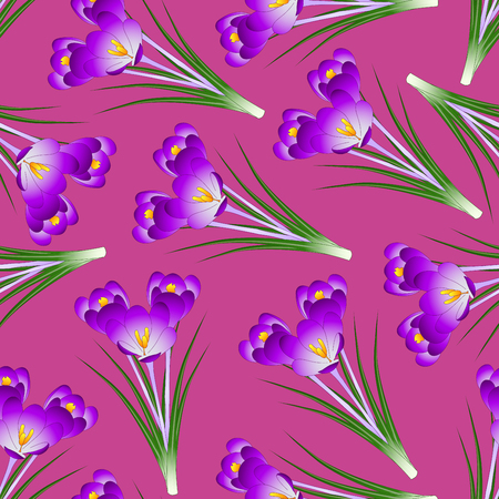 Purple Crocus Flower on Pink Background. Vector Illustration.のイラスト素材