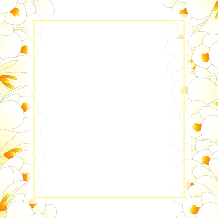White Crocus Flower Banner Card Border. Vector Illustration.のイラスト素材