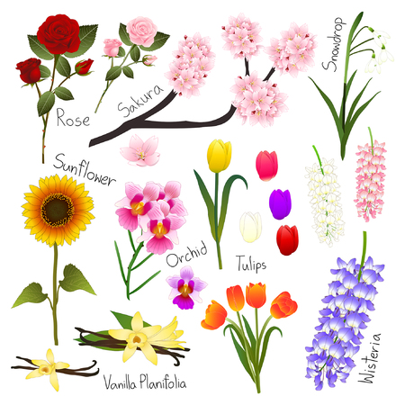 Flora Vector Collection. Botanical Illustration. isolated on White Background.のイラスト素材