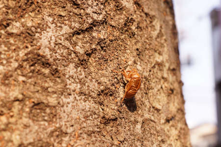 Husk of cicada that are perched on a treeの写真素材