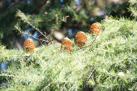 Large pine cones attached to the pineの写真素材
