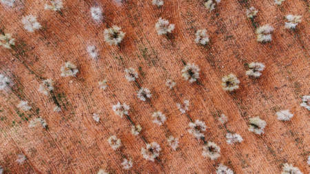 aerial shot, of a landscape of almond trees in bloom.の写真素材