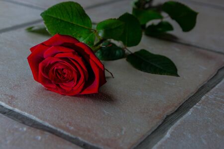 Red rose with green leaves lying on the groundの写真素材