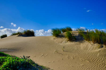 Vegetation in the sand of the dunes under blue skyの写真素材