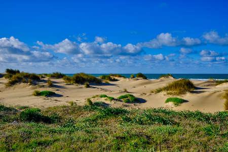 Vegetation, dunes and clouds in the horizon at the beachの写真素材