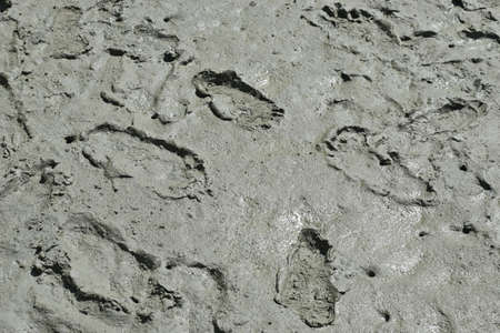 The abstract evidence of human footprints step on the grey muddy soft soil in the mangrove forest as...