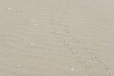 The abstract path of a mysterious bird stepped on the white soft sand at the beach in a summer...