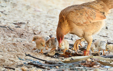 A female chicken with her adorable chicks looking for their food nearly the traditional Morgan village.の写真素材