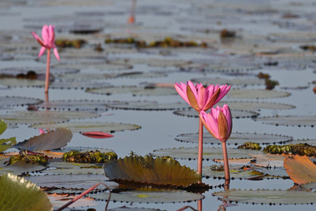 A beautiful of couple blooming pink lotus in a countryside lake, Thale Noi Lake, Phatthalung, Thailand.の写真素材