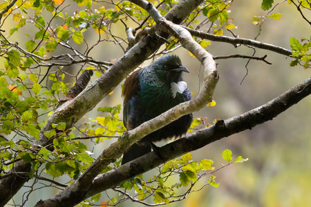Tui, a native New Zealand endemic bird, is sitting on a tree in the Mirror Lakes Walk area of Fiordland National Park, Milford Sound, New Zealand.の写真素材