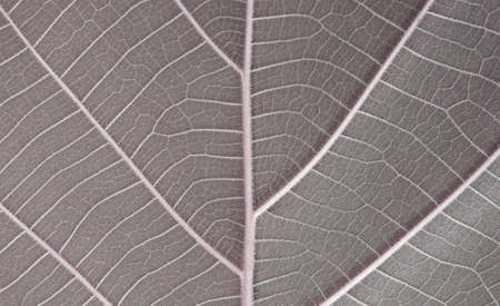 green leaves background