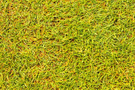 Golf Courses green lawn