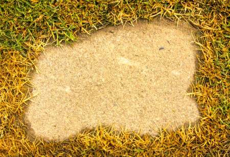 Green grass on a background Cement in the park.の写真素材