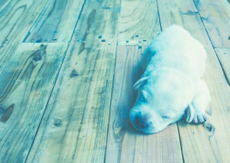 Puppy lying on a light background vintage.の写真素材
