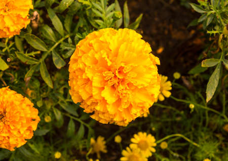 marigolds Beautiful bright yellowの写真素材
