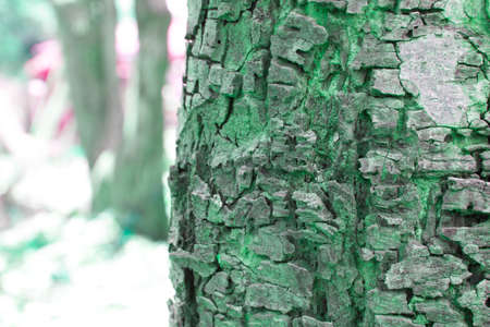 Trees blurred backgroundの写真素材