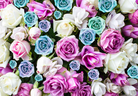 beautiful flowers roses.の写真素材