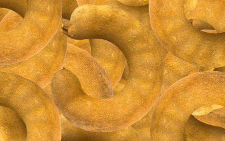 Golden tamarind seed.の写真素材