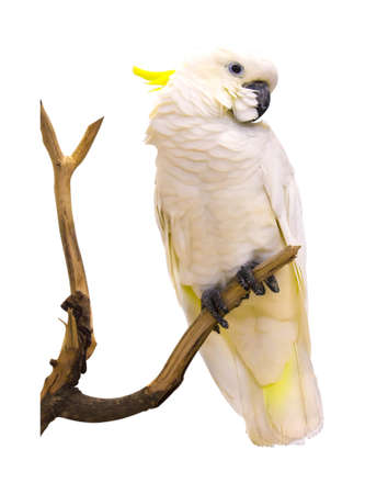 Macaw parrot isolated on white background.の写真素材