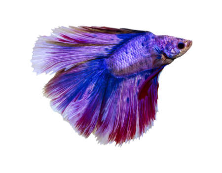 Fish capture the movement of fish isolated on white background.[ breed tail crown flake Diamond.の写真素材